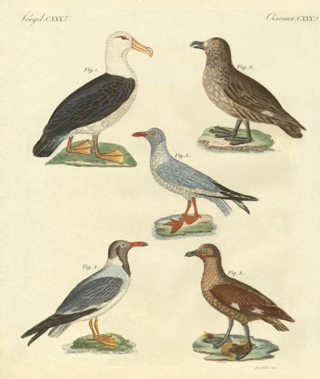 New birds à École allemande, (19ème siècle)