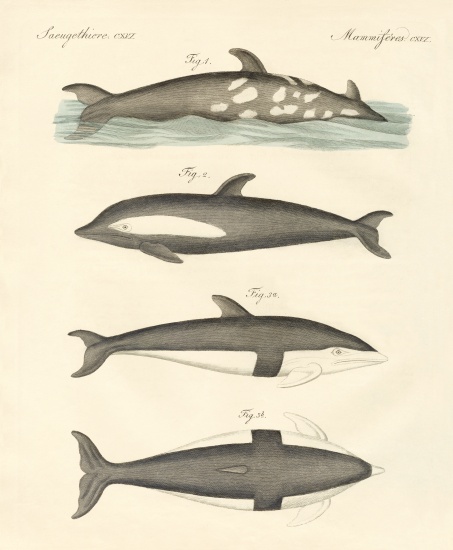 New dolphins à École allemande, (19ème siècle)