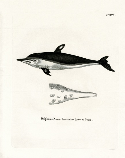 New Zealand Dolphin à École allemande, (19ème siècle)