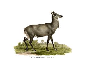 Nilgai