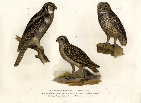 Northern Hawk Owl à École allemande, (19ème siècle)