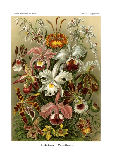 Orchideae à École allemande, (19ème siècle)