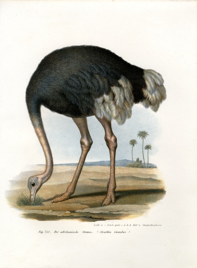 Ostrich à École allemande, (19ème siècle)