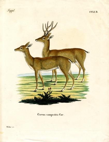 Pampas Deer à École allemande, (19ème siècle)