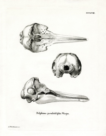 Pantropical Spotted Dolphin Skull à École allemande, (19ème siècle)