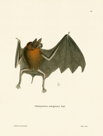 Parnell's Mustached Bat à École allemande, (19ème siècle)