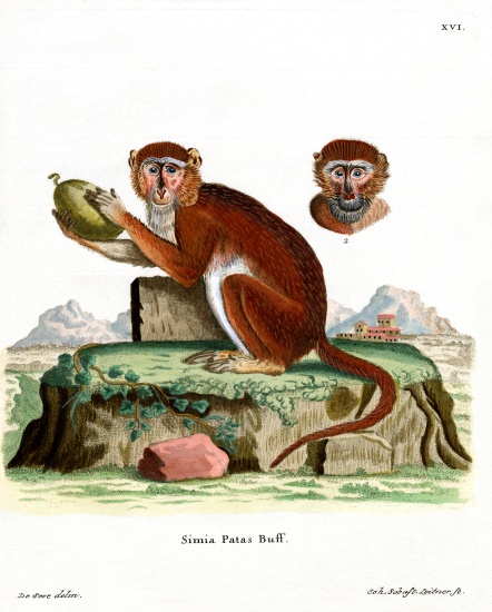 Patas Monkey à École allemande, (19ème siècle)