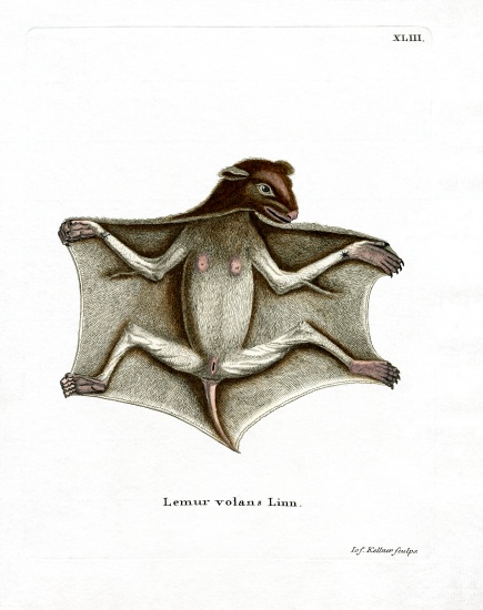 Philippine Flying Lemur à École allemande, (19ème siècle)