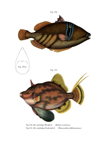Picasso Fish à École allemande, (19ème siècle)