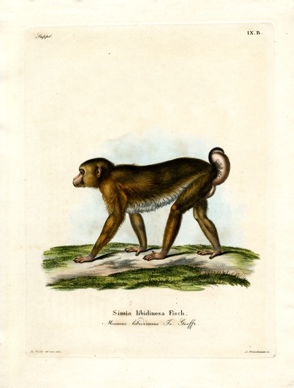 Pig-tailed Macaque à École allemande, (19ème siècle)