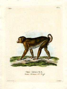 Pig-tailed Macaque