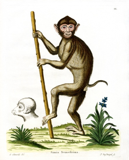 Pig-tailed Macaque à École allemande, (19ème siècle)