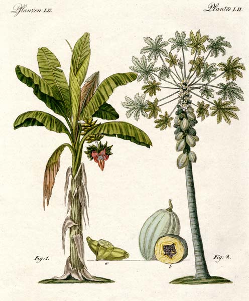 Plants from hot countries à École allemande, (19ème siècle)