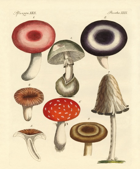 Poisonous German mushrooms à École allemande, (19ème siècle)