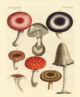 Poisonous German mushrooms