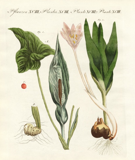 Poisonous German plants à École allemande, (19ème siècle)