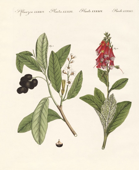 Poisonous plants à École allemande, (19ème siècle)