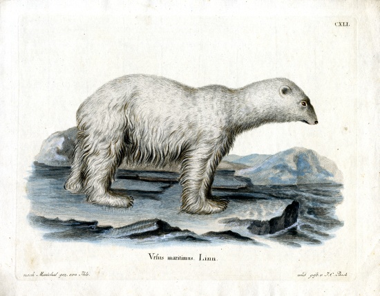 Polar Bear à École allemande, (19ème siècle)