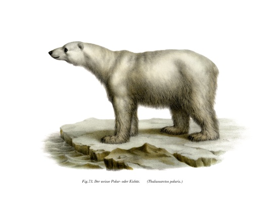 Polar Bear à École allemande, (19ème siècle)