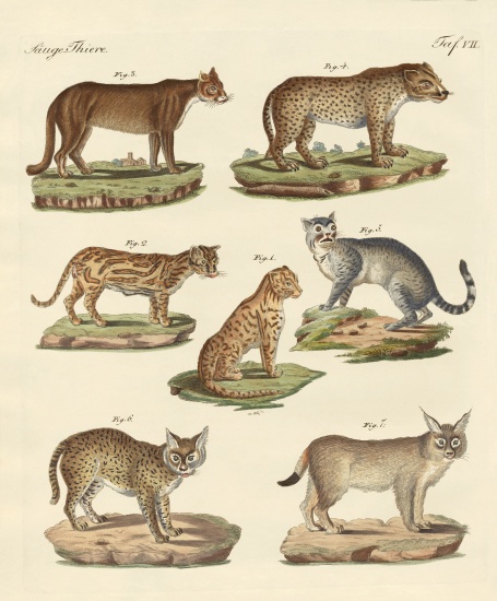 Predators from all parts of the world à École allemande, (19ème siècle)