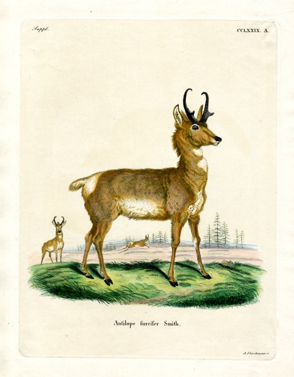 Pronghorn Antelope à École allemande, (19ème siècle)