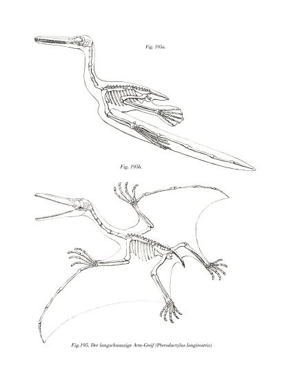 Pterodactyl à École allemande, (19ème siècle)