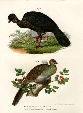 Purple Guan