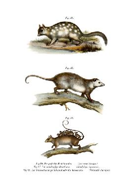 Quoll