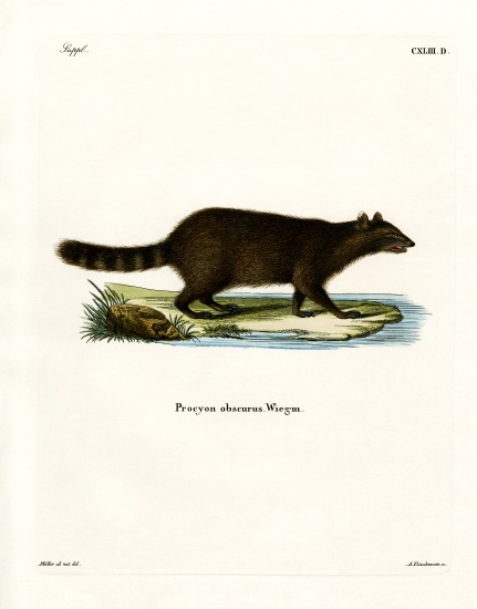 Raccoon à École allemande, (19ème siècle)