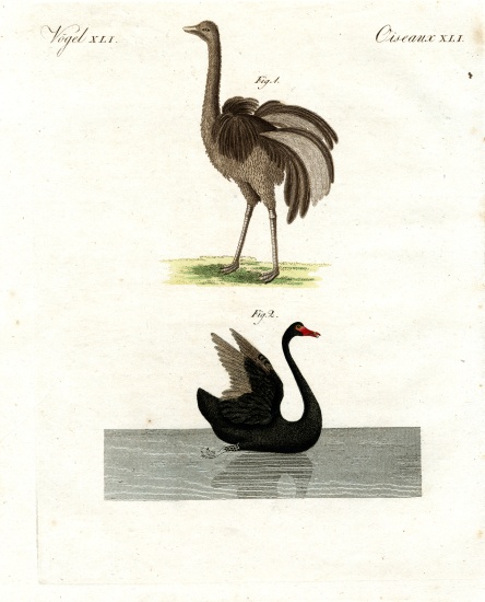 Rare birds à École allemande, (19ème siècle)