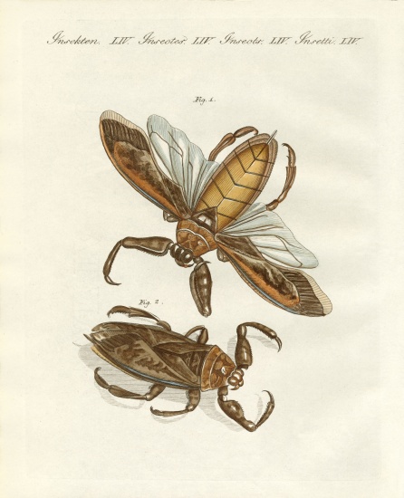 Rare insects à École allemande, (19ème siècle)