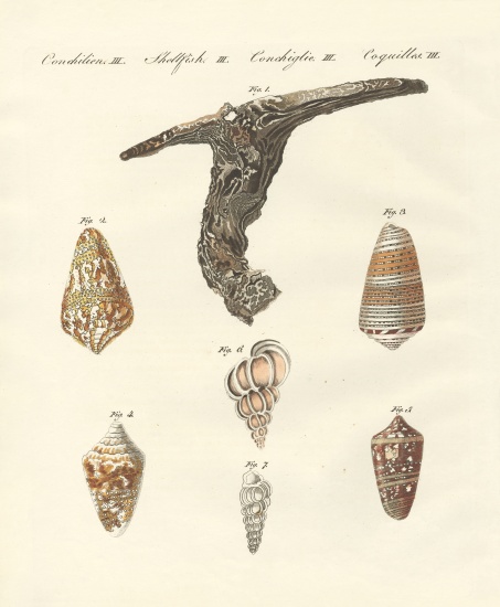 Rare shells à École allemande, (19ème siècle)