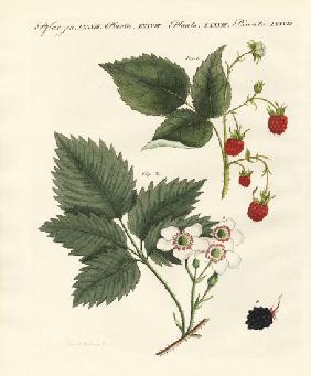 Raspberries and blackberries