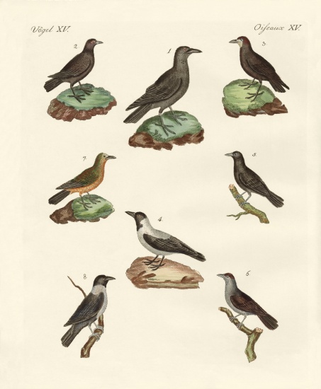 Ravens, crows and daws à École allemande, (19ème siècle)