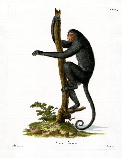 Red-faced Spider Monkey à École allemande, (19ème siècle)