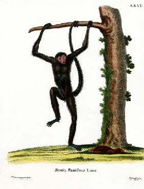 Red-faced Spider Monkey