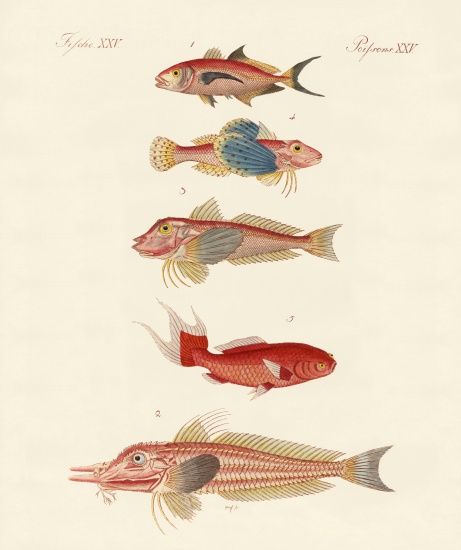 Red fish à École allemande, (19ème siècle)