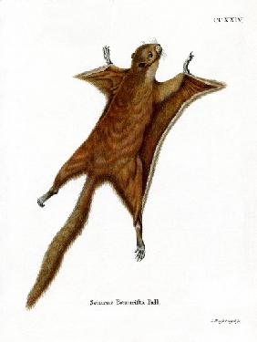 Red Giant Flying Squirrel