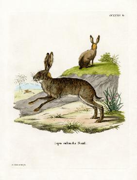 Red-necked Scrub Hare