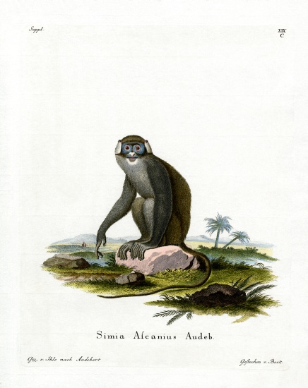 Red-tailed Monkey à École allemande, (19ème siècle)
