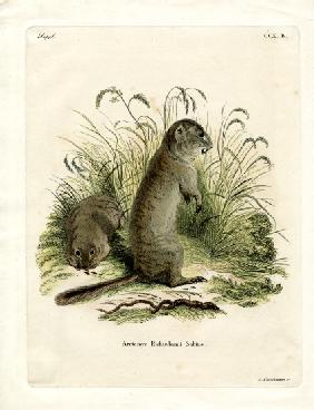Richardson's Ground Squirrel
