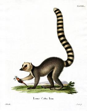 Ring-tailed Lemur