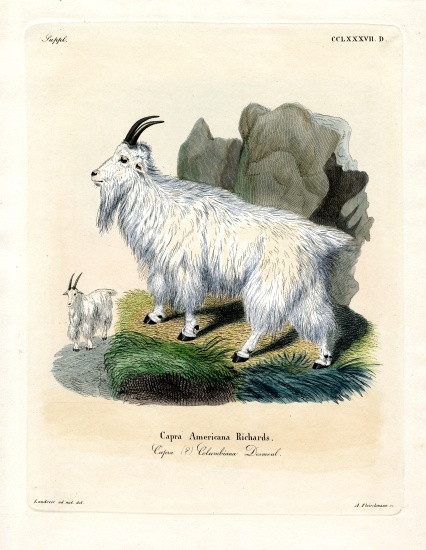 Rocky Mountain Goat à École allemande, (19ème siècle)