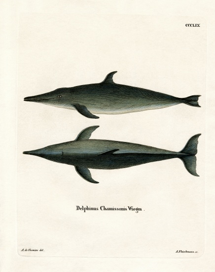 Rough-toothed Dolphin à École allemande, (19ème siècle)