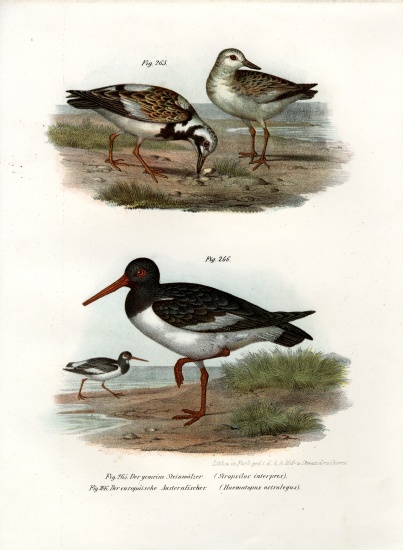 Ruddy Turnstone à École allemande, (19ème siècle)