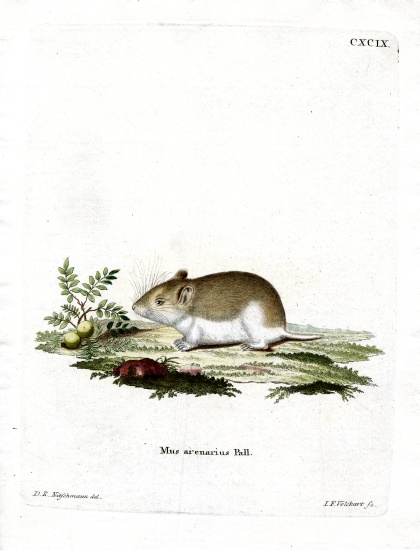Sandy Mole Rat à École allemande, (19ème siècle)