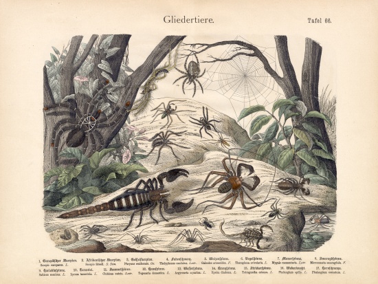 Scorpions and Spiders, c.1860 à École allemande, (19ème siècle)