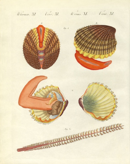 Sea creatures à École allemande, (19ème siècle)