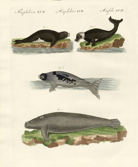 Seals and walruses à École allemande, (19ème siècle)
