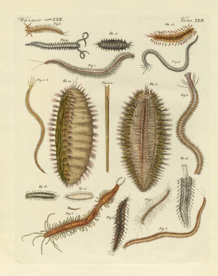 Seaworms à École allemande, (19ème siècle)